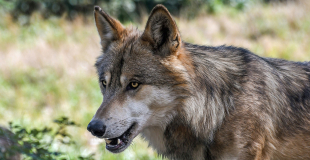 Loup, animal sauvage controversé. Qui est-il ? Comment vit-il ?